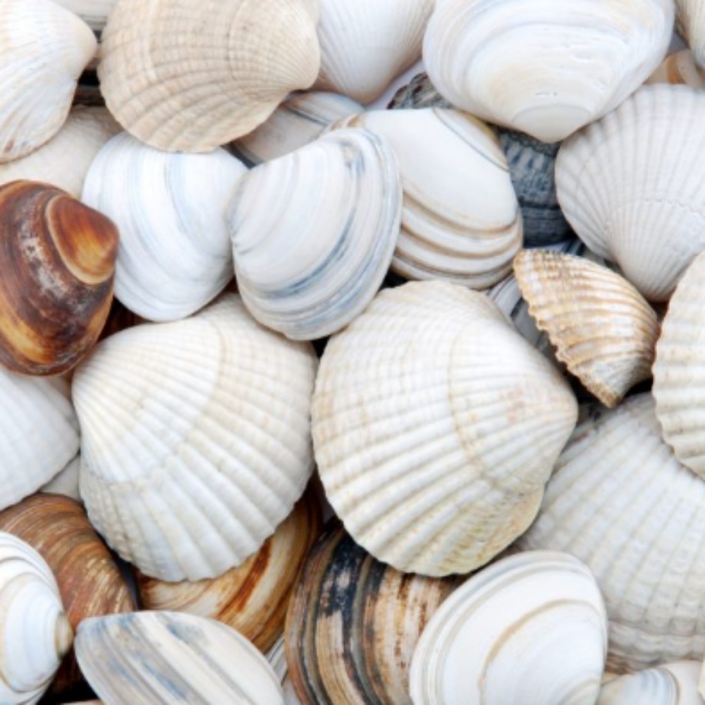 Seashell mix 100 pieces